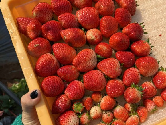 5 loại trái cây tốt cho da như “mỹ phẩm đắt tiền”