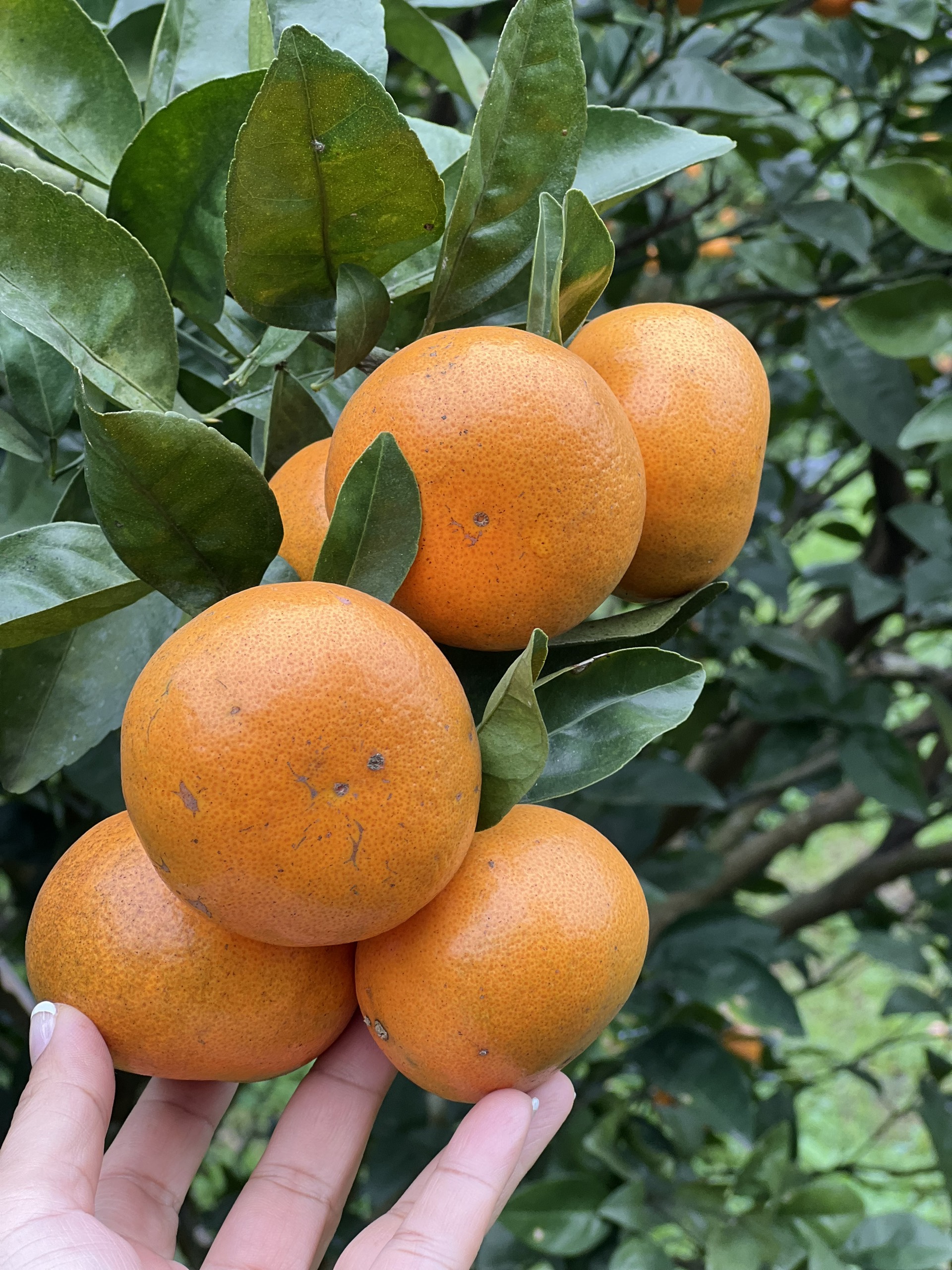 77504aa6ba006e5e3711