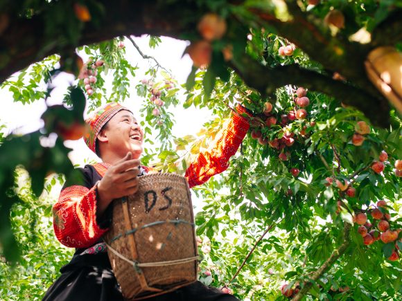 Ai Fruit Boxes và hành trình lan toả tình yêu nông sản Việt