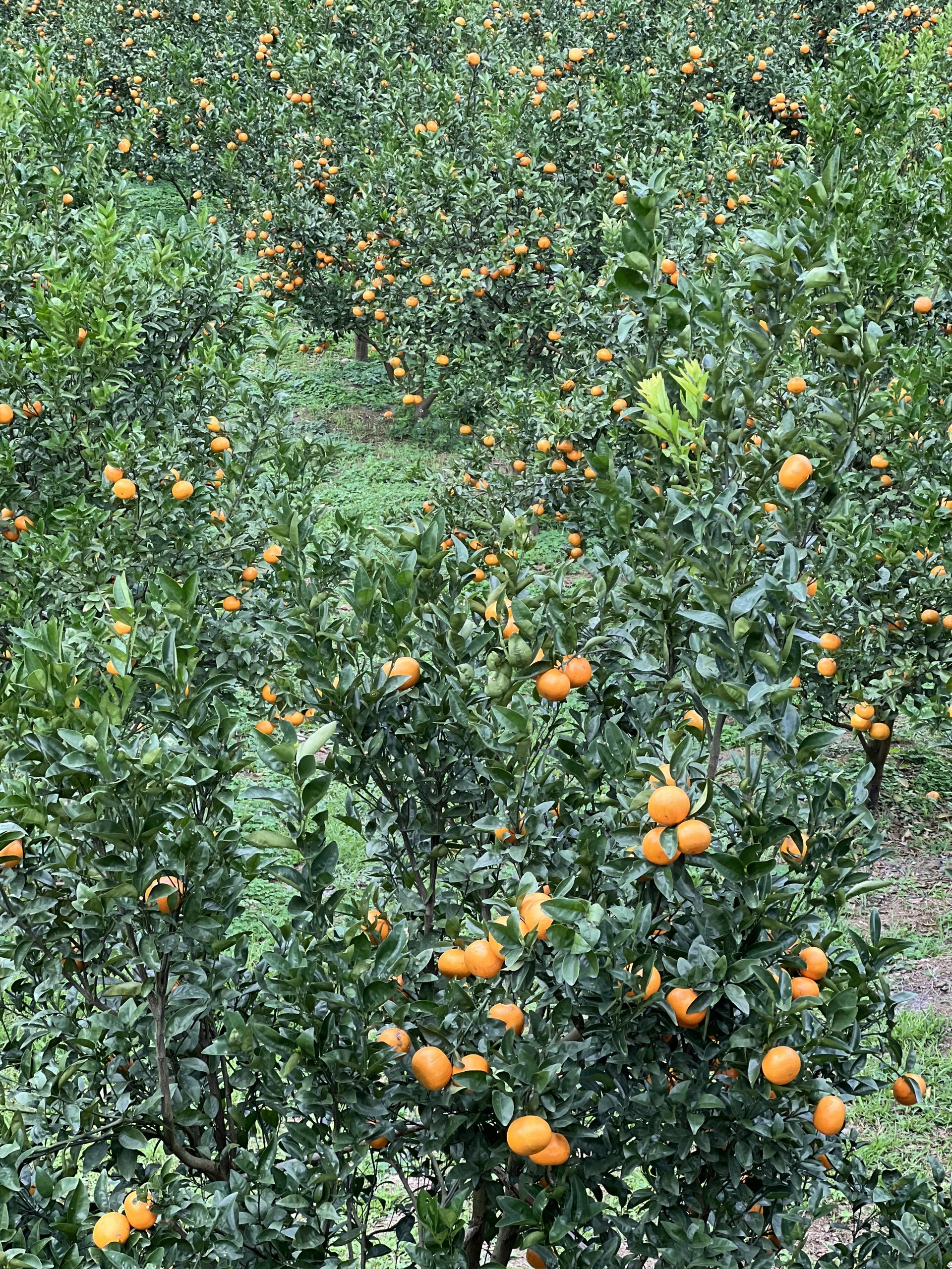 z4571987818652 7cf47ecf891b46dd3ffe7096ba9d1d4a