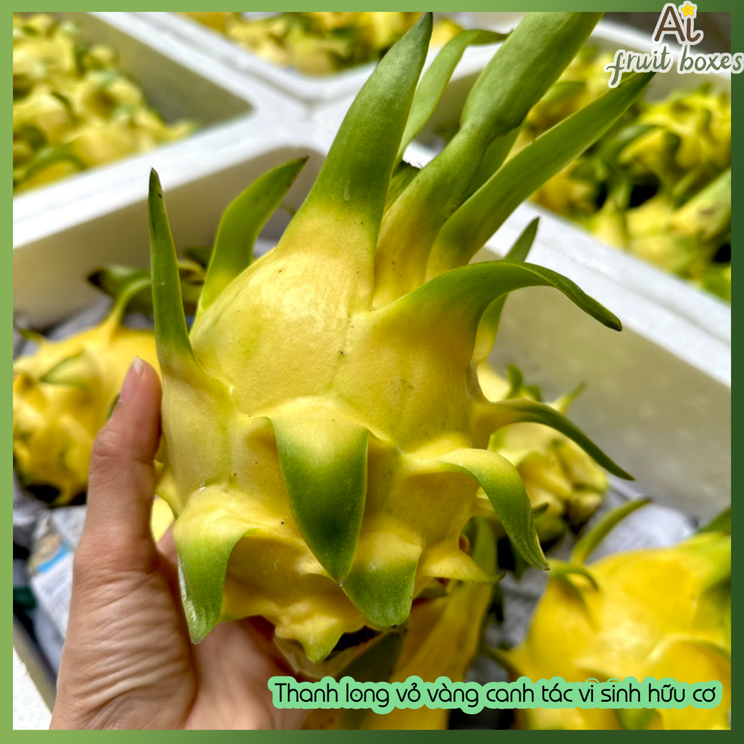 AFB thanhlongvovang (3)