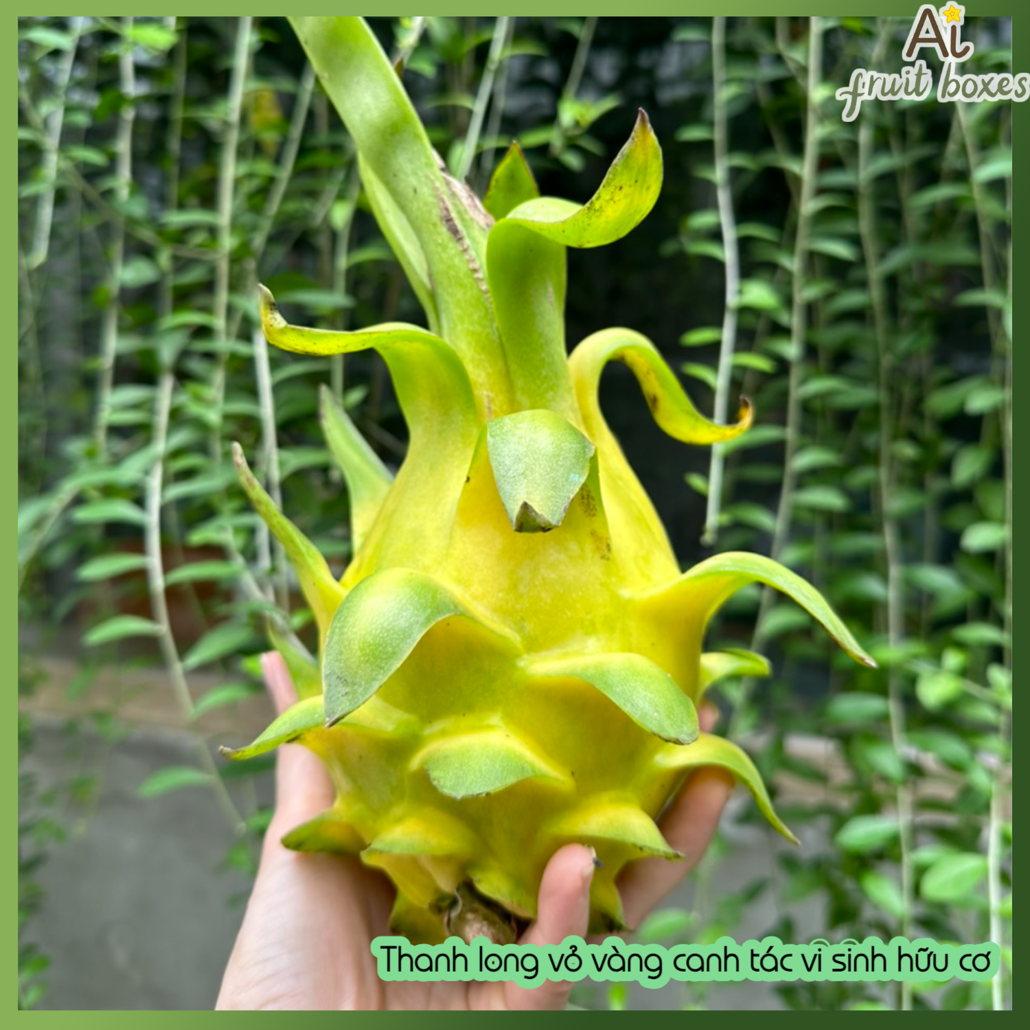 AFB thanhlongvovang (5)