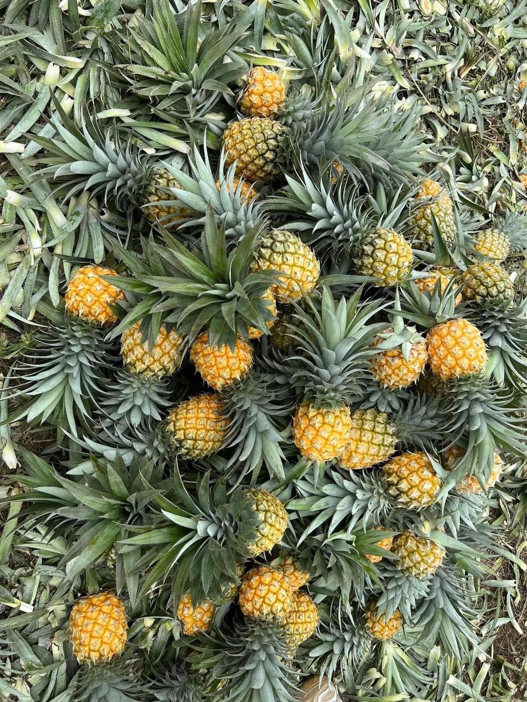 420639241 780161274136331 5496873197649795540 n