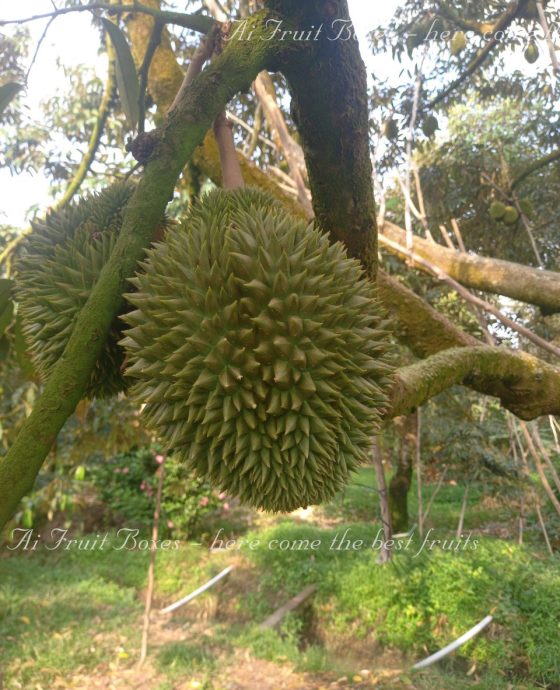 Vườn sầu riêng Musang King canh tác an toàn