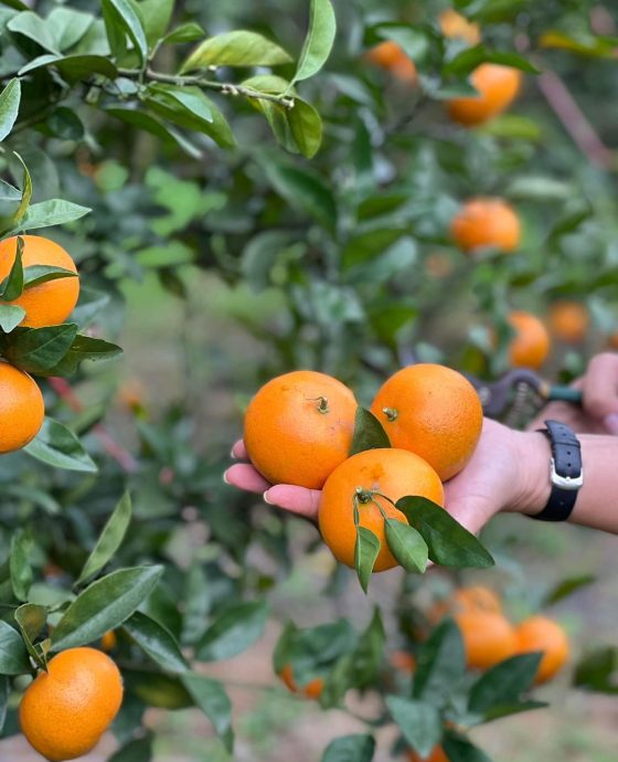 Vườn quýt OMA Global GAP