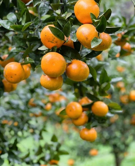 Vườn quýt OMA Global GAP