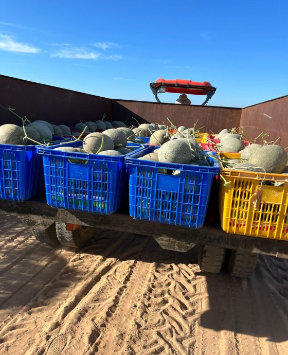 Vườn Dưa Lưới Mật Amore Global GAP