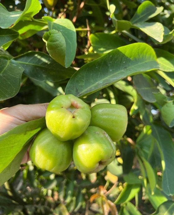 Vườn mận đường bông canh tác an toàn