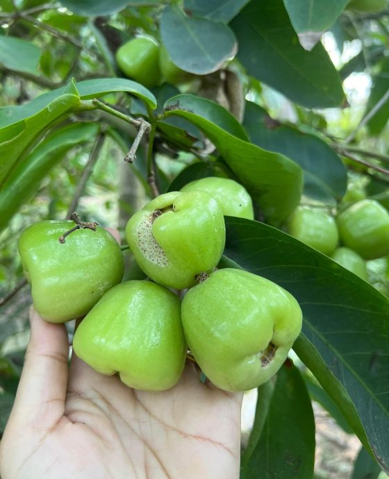 Vườn mận đường bông canh tác an toàn