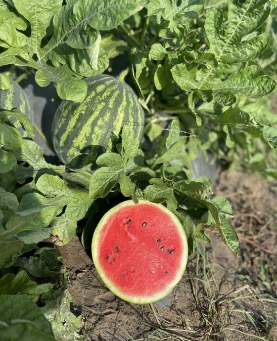 Vườn dưa hấu hữu cơ