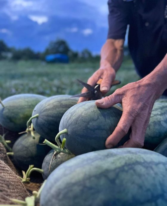 Vườn dưa hấu hữu cơ