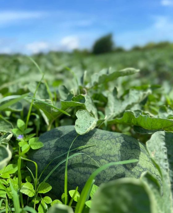 Vườn dưa hấu hữu cơ