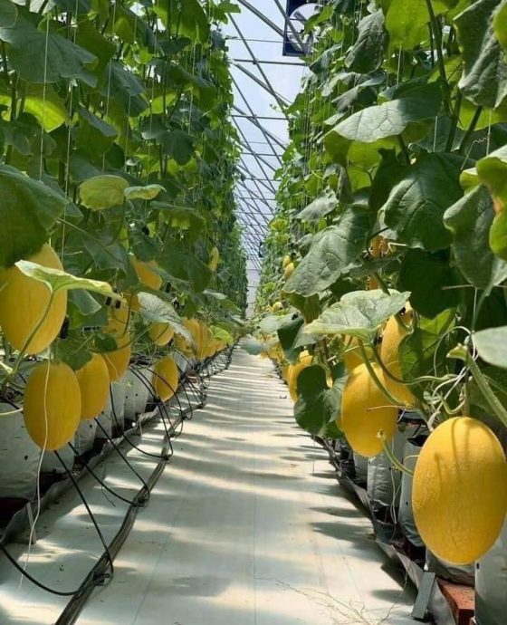 Vườn Dưa Lưới Huỳnh Long Global GAP