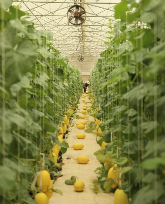 Vườn Dưa Lưới Huỳnh Long Global GAP