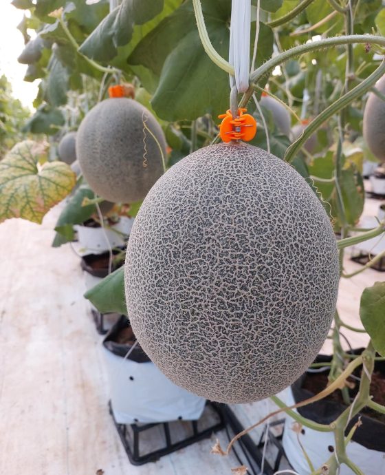 Vườn Dưa Lưới Mật Amore Global GAP