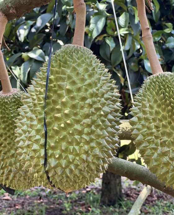 Vườn sầu riêng Musang King canh tác an toàn