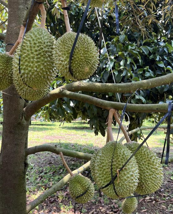 Vườn sầu riêng Musang King canh tác an toàn