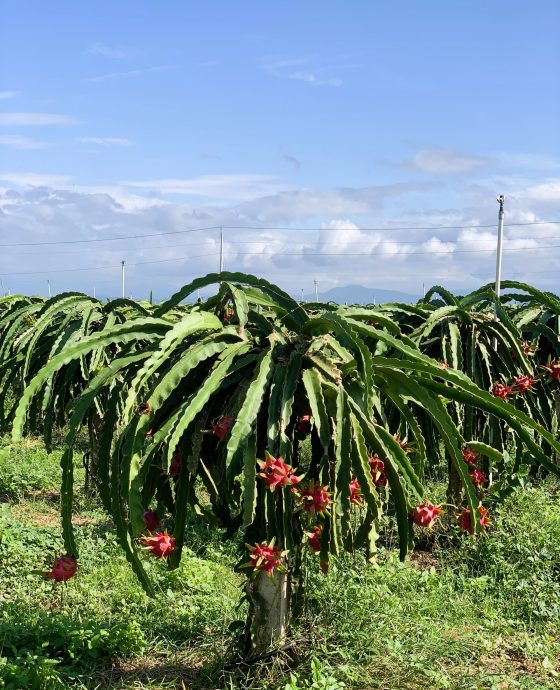 Vườn Thanh Long tím hồng hữu cơ