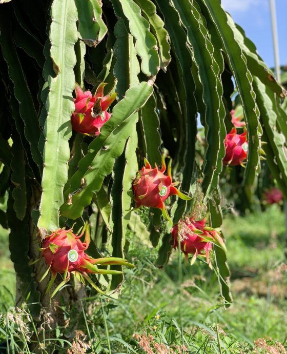 Vườn Thanh Long tím hồng hữu cơ