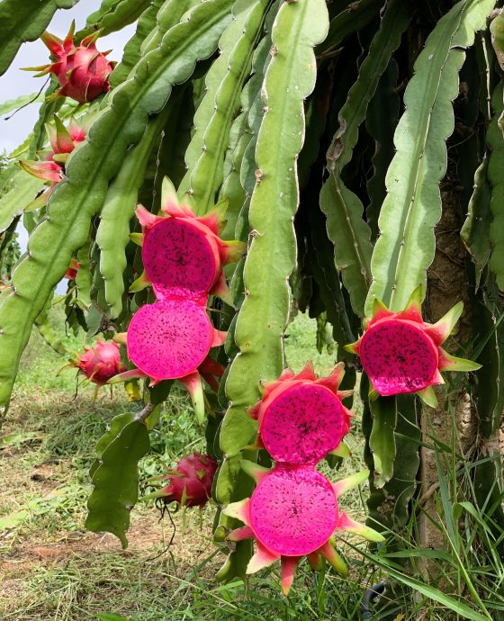 Vườn Thanh Long tím hồng hữu cơ