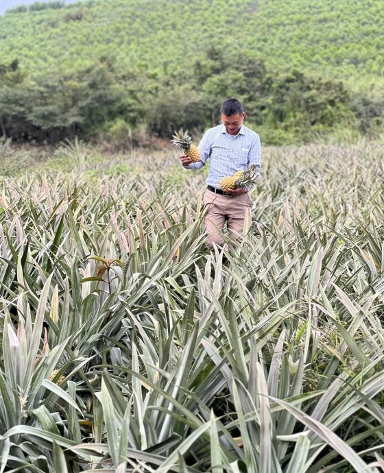 Vườn dứa Global GAP