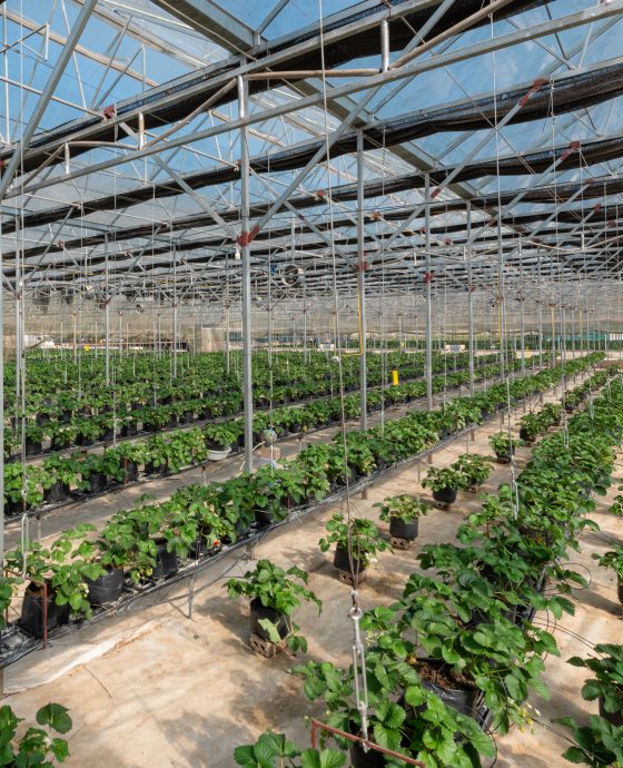 Vườn dâu Rasa công nghệ cao