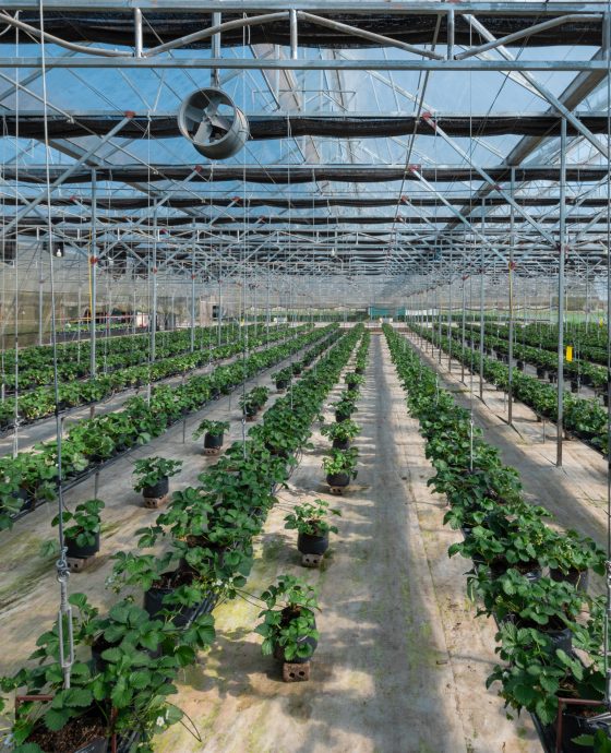 Vườn dâu Rasa công nghệ cao