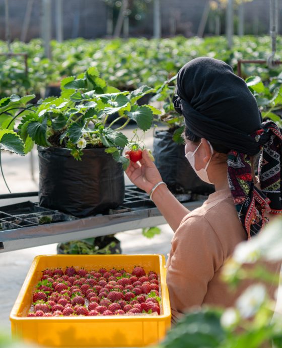 Vườn dâu Rasa công nghệ cao