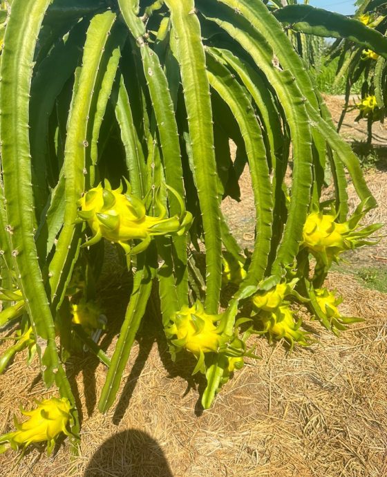 Thanh long vàng chuyển đổi hữu cơ