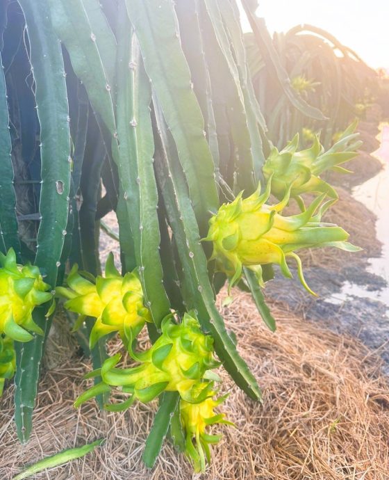 Thanh long vàng chuyển đổi hữu cơ