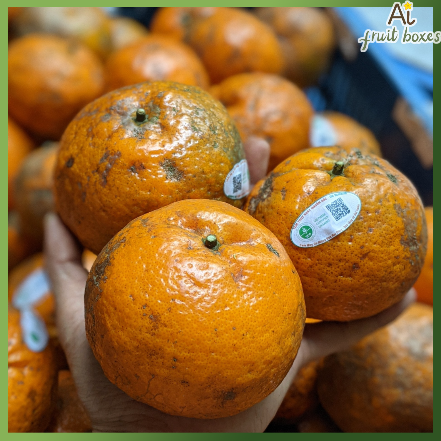 AFB CamsanhMangDen (7)