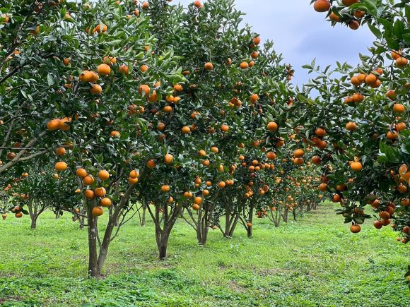 Quýt Oma chuẩn chất lượng quốc tế, hương vị tuyệt hảo