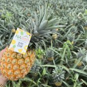 353c7070 a245 45ea be1b f9362ac7871d