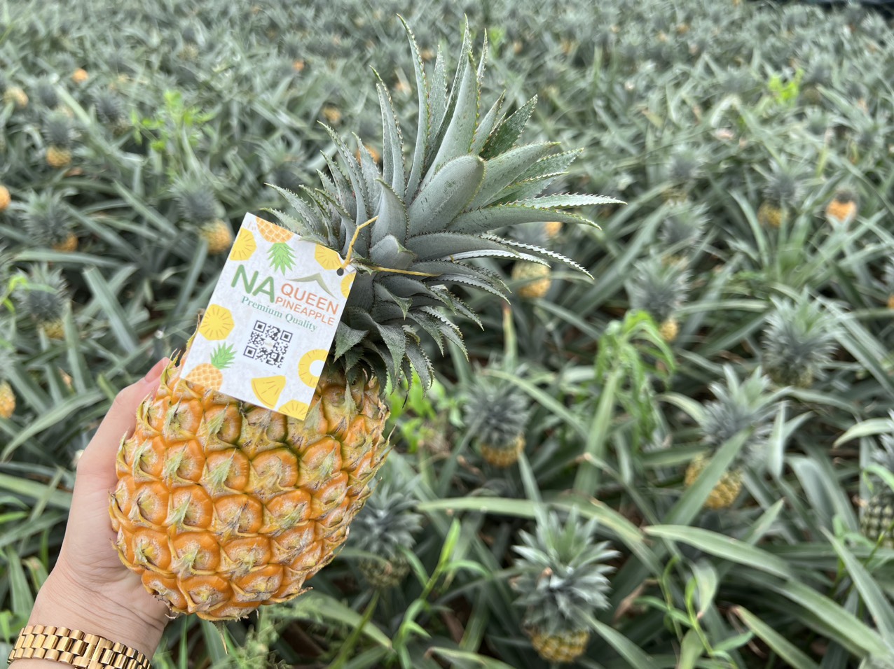 353c7070 a245 45ea be1b f9362ac7871d