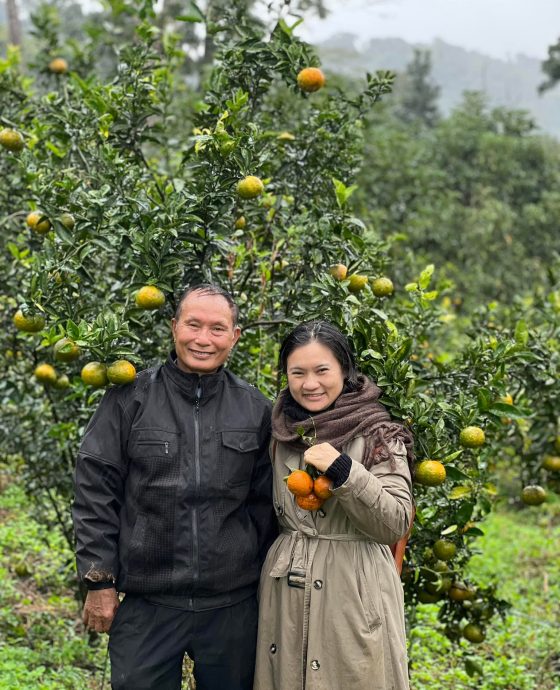 Vườn cam sành Măng Đen hữu cơ