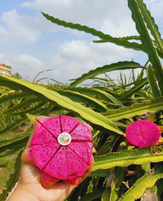 Vườn Thanh Long Tím Hồng Hữu Cơ