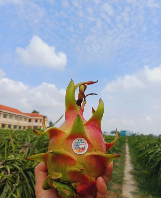 Vườn Thanh Long Tím Hồng Hữu Cơ