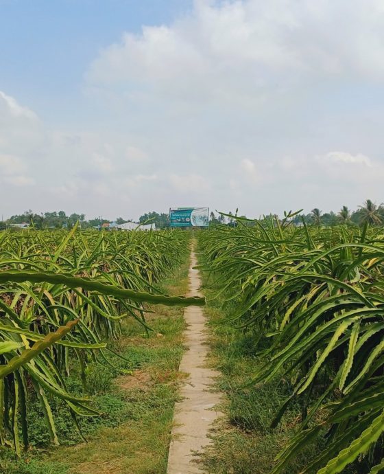 Vườn Thanh Long Tím Hồng Hữu Cơ