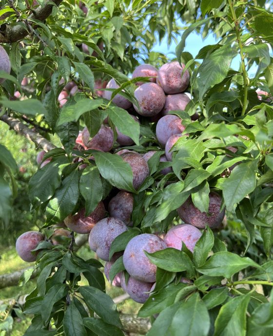 Vườn mận hậu Sơn La