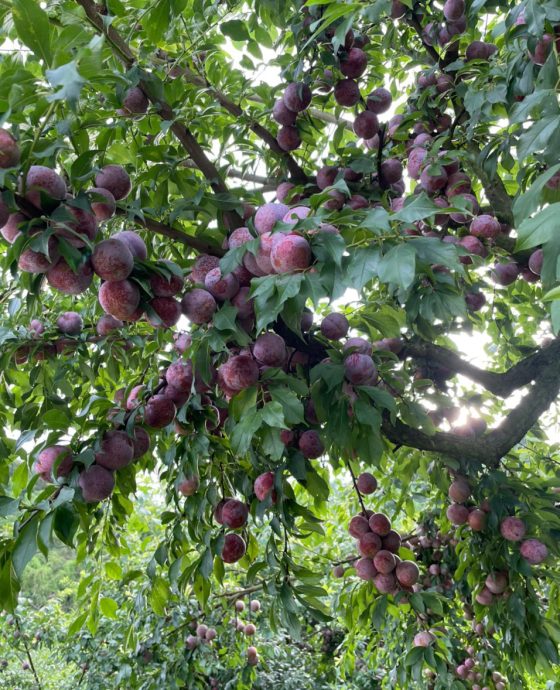 Vườn mận hậu Sơn La