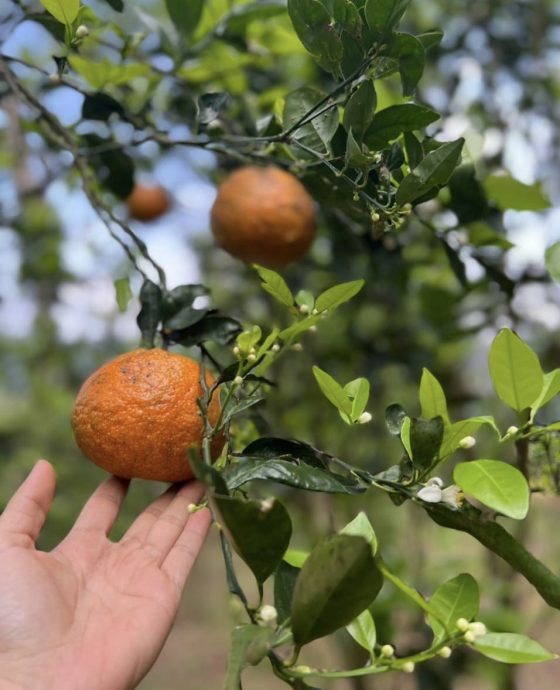 Vườn cam sành Măng Đen hữu cơ