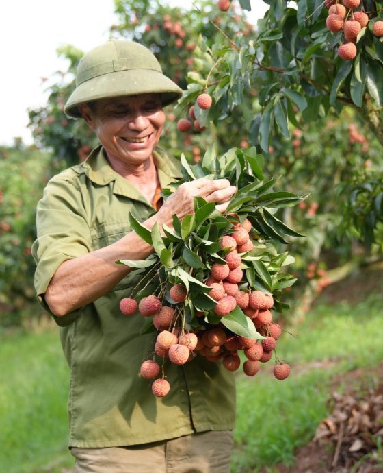 Vườn Vải Thiều Lục Ngạn Global GAP