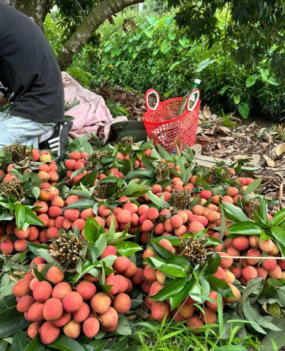 Vườn Vải Thiều Lục Ngạn Global GAP