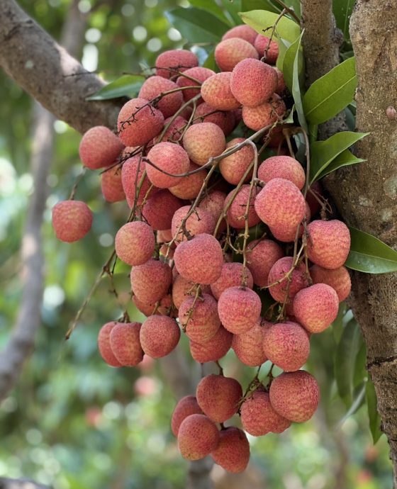 Vườn Vải U Hồng chuyển đổi hữu cơ