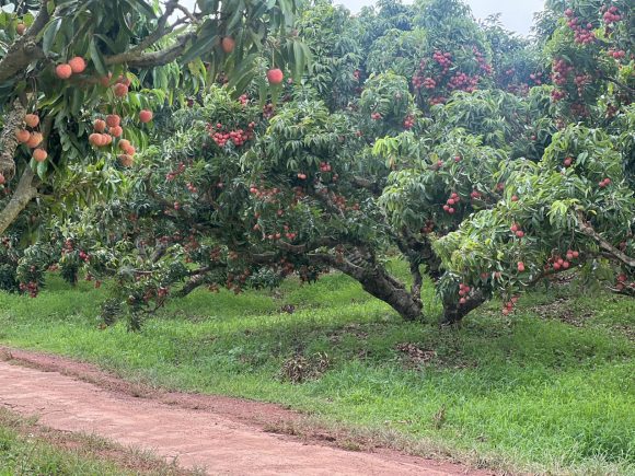 Tổng hợp các giống vải tại Việt Nam