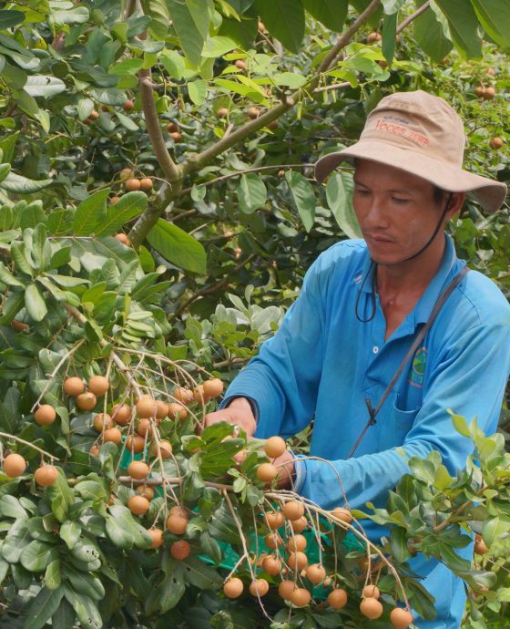 Vườn Thanh Nhãn Global GAP