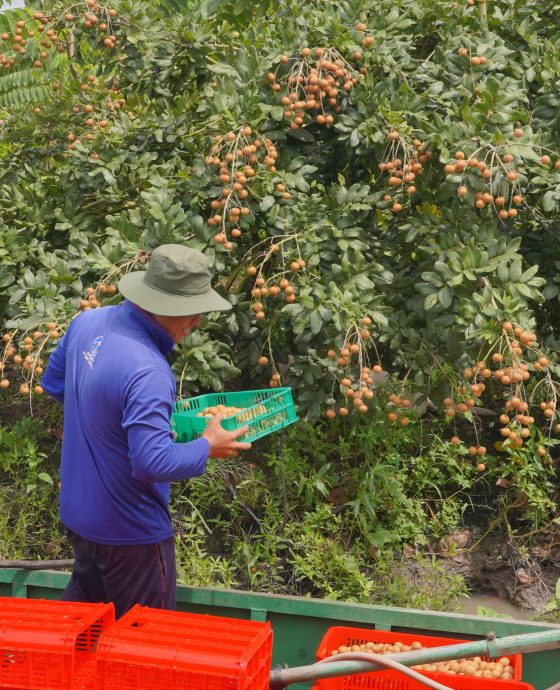 Vườn Thanh Nhãn Global GAP