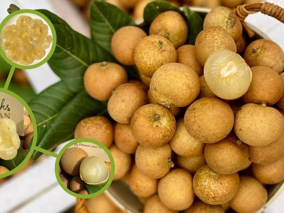 Nức lòng mùa thanh nhãn Cần Thơ