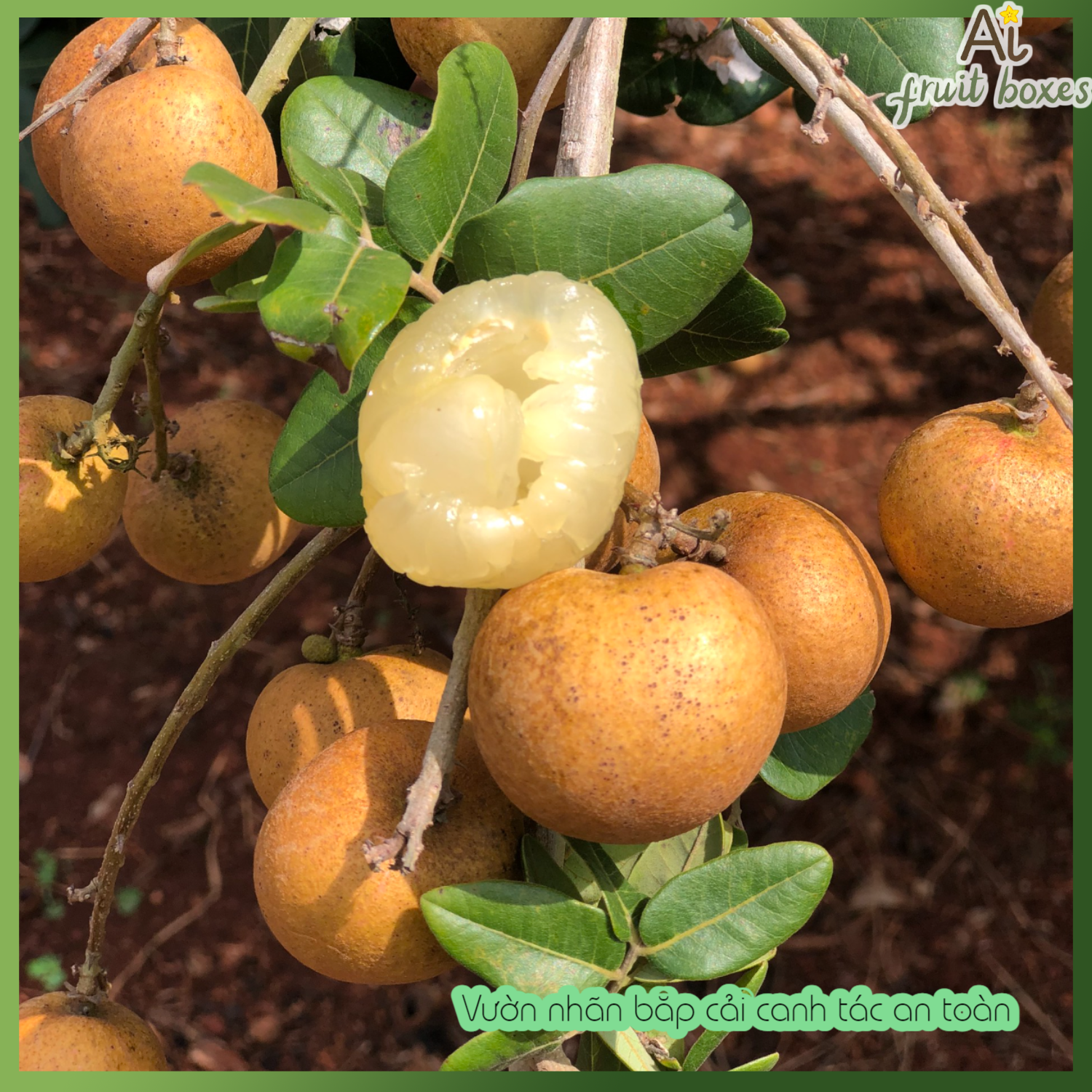 photo (68) photo (68)