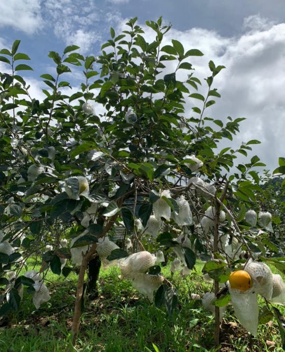 Vườn hồng giòn Fuji Mộc Châu